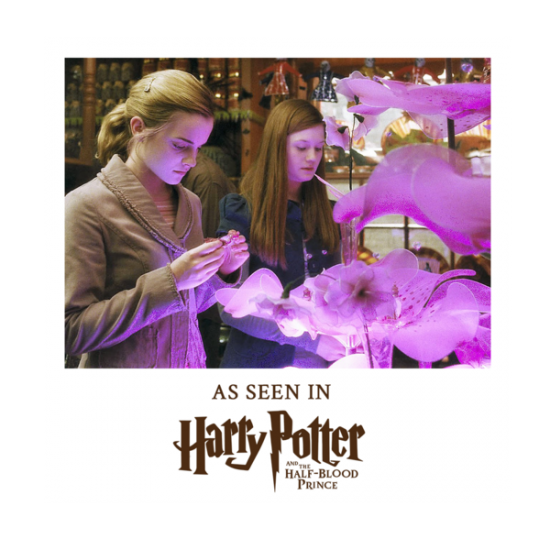 HARRY POTTER ★ Love Potion Pendant with Display ＆ Clearance